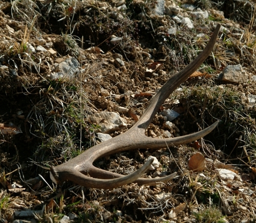 Cervus elaphus corsicanus (cervo sardo)